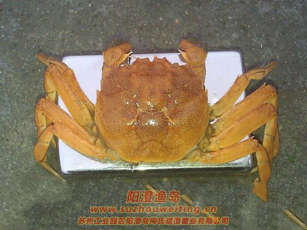 ڶÓ