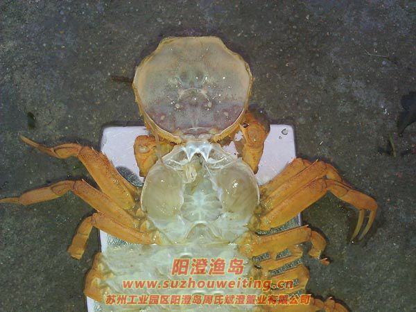 ڶÓ