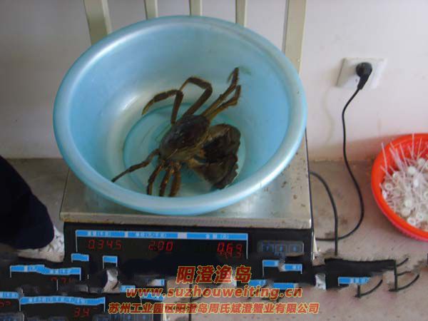(yng)κlз1