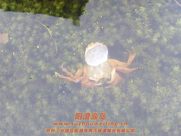 B(yng)ֳ(chng)ïܵˮ݈DƬʮ
